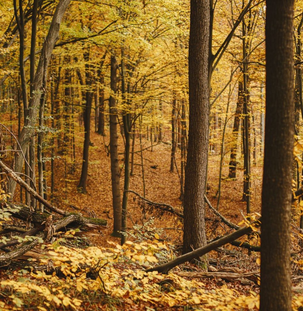beautiful-autumn-woods-in-mountains-autumnal-back-2025-03-16-02-28-55-utc